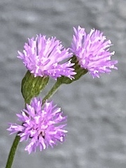 Cyanthillium cinereum