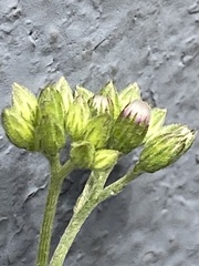 Cyanthillium cinereum
