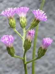 Cyanthillium cinereum