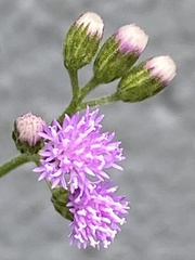 Cyanthillium cinereum