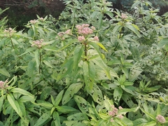 Eutrochium maculatum