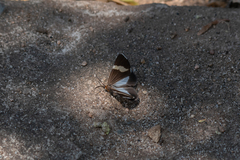 Nyctemera apicalis
