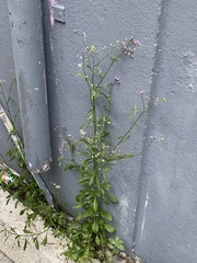 Cyanthillium cinereum