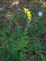 Verbascum denudatum