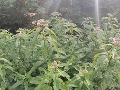 Eutrochium maculatum