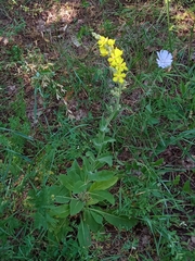 Verbascum denudatum