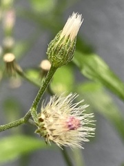 Cyanthillium cinereum