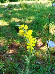 Verbascum denudatum
