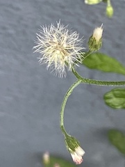 Cyanthillium cinereum