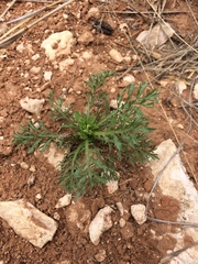Xanthisma texanum drummondii