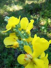 Verbascum denudatum