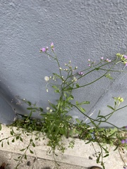 Cyanthillium cinereum
