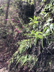 Salvia pentstemonoides
