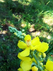 Verbascum denudatum