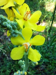 Verbascum denudatum