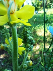 Verbascum denudatum