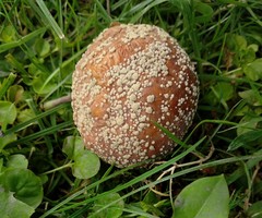 Monilinia fructicola