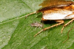 Collembola