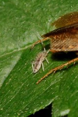 Collembola