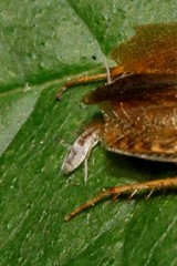 Collembola