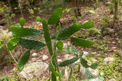 Consolea moniliformis