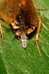 Collembola
