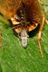 Collembola
