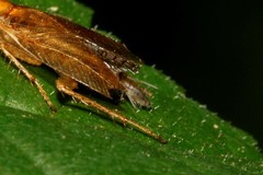 Collembola