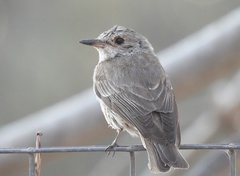 Muscicapa striata striata