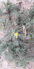 Hymenoxys anthemoides
