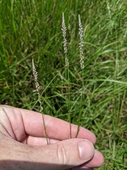 Polygala appendiculata