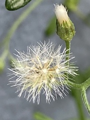 Cyanthillium cinereum