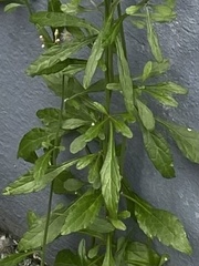 Cyanthillium cinereum