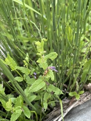 Phyllobrotica quadrimaculata