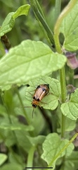 Phyllobrotica quadrimaculata
