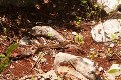 Pholidoscelis chrysolaemus