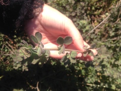 Acmispon heermannii heermannii