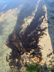 Desmarestia ligulata