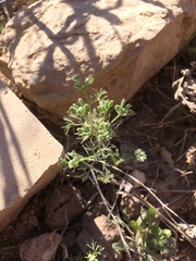 Ammoselinum popei