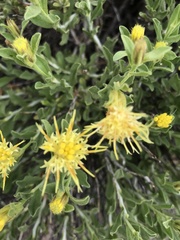 Ericameria discoidea