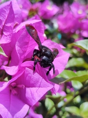 Xylocopa