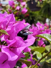Xylocopa