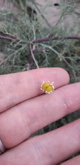 Hymenoxys anthemoides