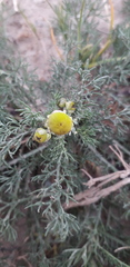 Hymenoxys anthemoides