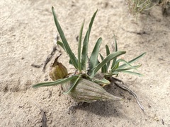 Asclepias involucrata