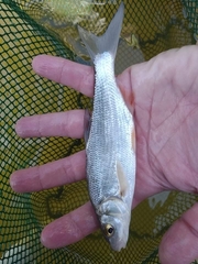 Vimba melanops