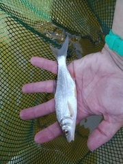 Vimba melanops