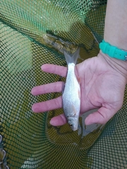 Vimba melanops