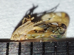 Scaphoideus titanus