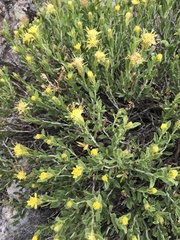 Ericameria discoidea